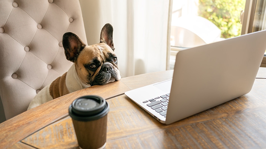 法國鬥牛犬外冷內熱-性格特點-健康問題與飼養建議一文看清